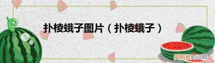 扑棱蛾子 扑棱蛾子图片