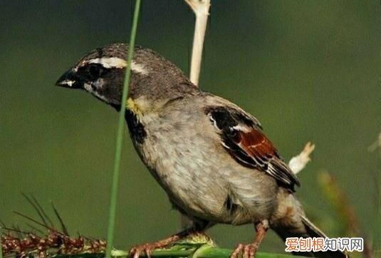 麻雀寿命自然有多长,一只麻雀的寿命大约是多长时间