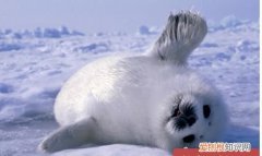 加厚皮毛过冬的动物有哪些