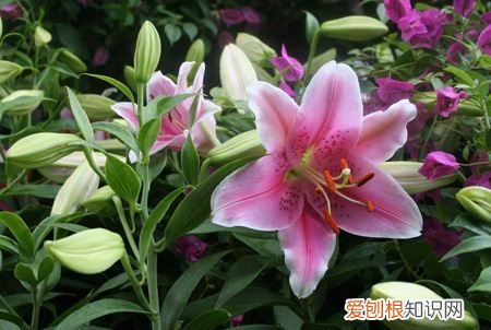 百合树长什么样子的，百合花的根茎叶花果分别是什么样的图片