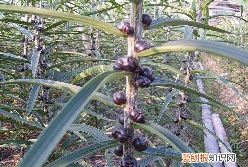 百合树长什么样子的，百合花的根茎叶花果分别是什么样的图片