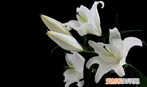 百合树长什么样子的，百合花的根茎叶花果分别是什么样的图片