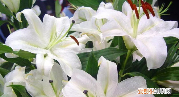 百合树长什么样子的，百合花的根茎叶花果分别是什么样的图片