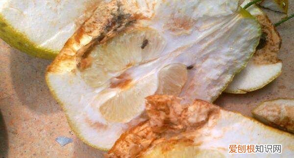 柚子里面有水是坏了吗,炖柚子皮汤最正宗的做法