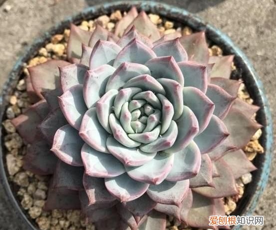 钾盐是什么东西,多肉用什么钾肥