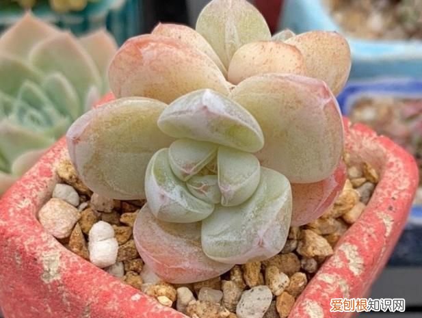 钾盐是什么东西,多肉用什么钾肥