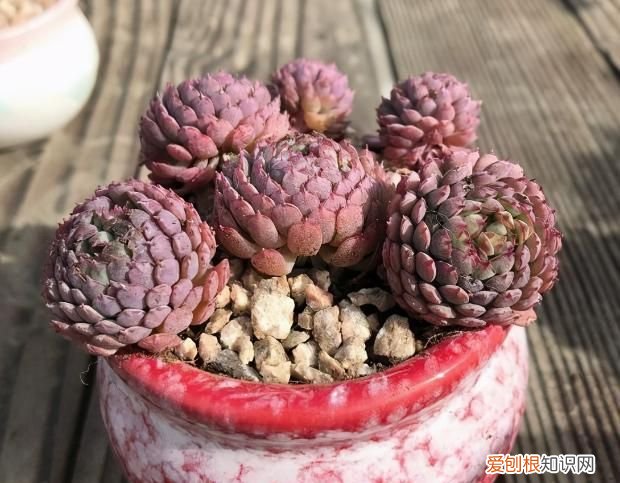 钾盐是什么东西,多肉用什么钾肥