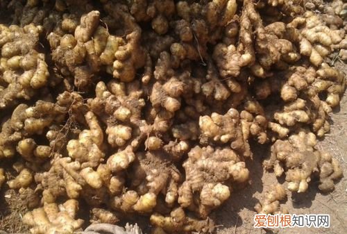 黄姜收获季节，刚出土的新姜怎样储存