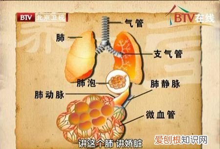 肺为娇脏,其气不可不养!