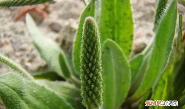 治疗痛风的中药泡茶喝