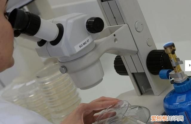 细胞培养技术员危险不,细胞培养实验员的发展前景