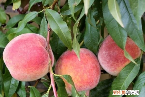 桃树怎么种植,桃子怎么种植方法