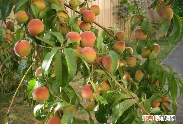 桃树怎么种植,桃子怎么种植方法