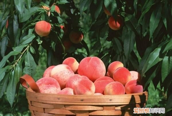 桃树怎么种植,桃子怎么种植方法