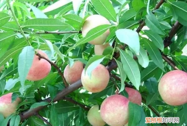 桃树怎么种植,桃子怎么种植方法