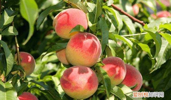 桃树怎么种植,桃子怎么种植方法