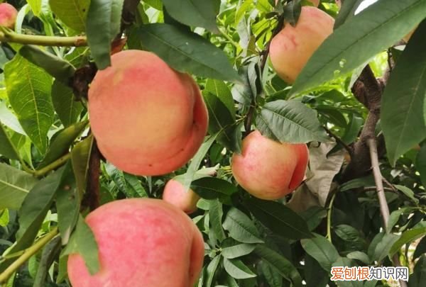 桃树怎么种植,桃子怎么种植方法