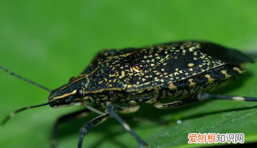 臭虫的天敌是什么,臭屁虫的克星是什么