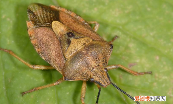 臭虫的天敌是什么,臭屁虫的克星是什么