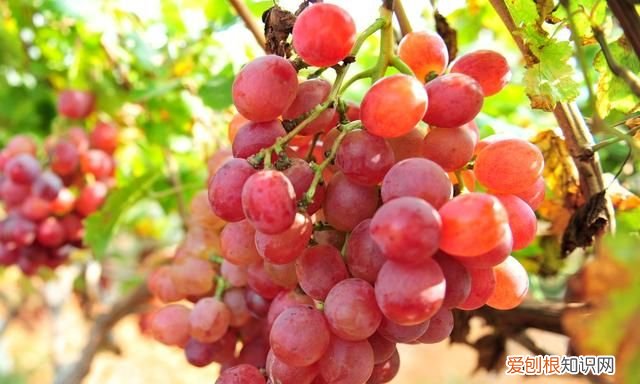 红提上火还是降火,红提吃多了上火吗