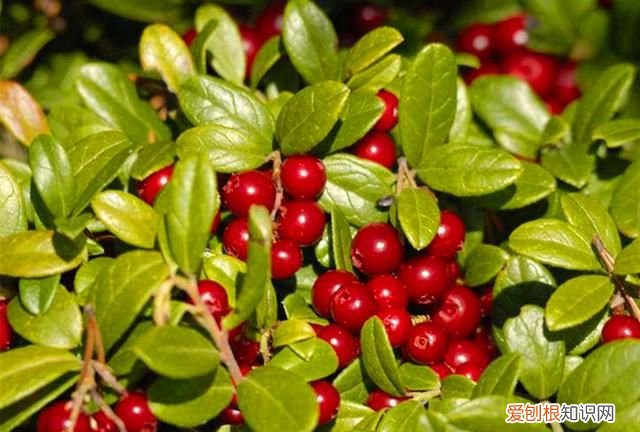 蔓越莓冬天能种植吗 北国红豆蔓越莓在北方可以养吗