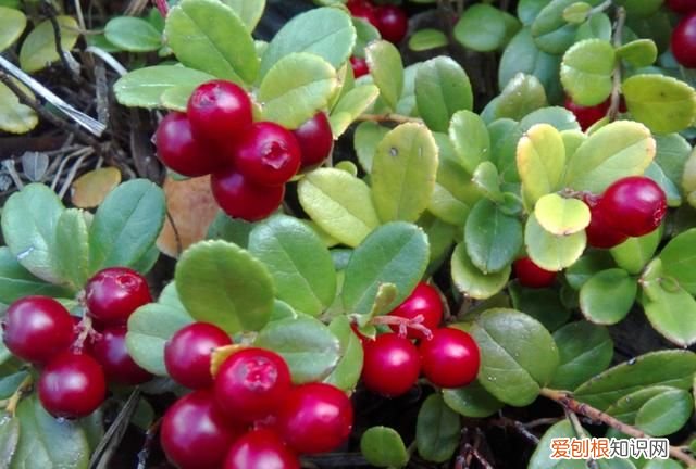 蔓越莓冬天能种植吗 北国红豆蔓越莓在北方可以养吗