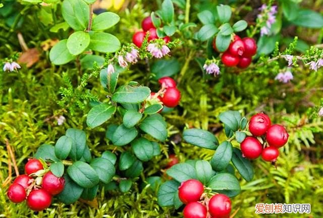 蔓越莓冬天能种植吗 北国红豆蔓越莓在北方可以养吗