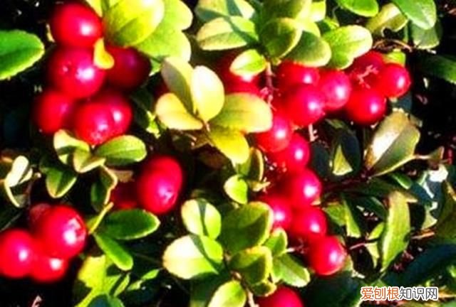 蔓越莓冬天能种植吗 北国红豆蔓越莓在北方可以养吗