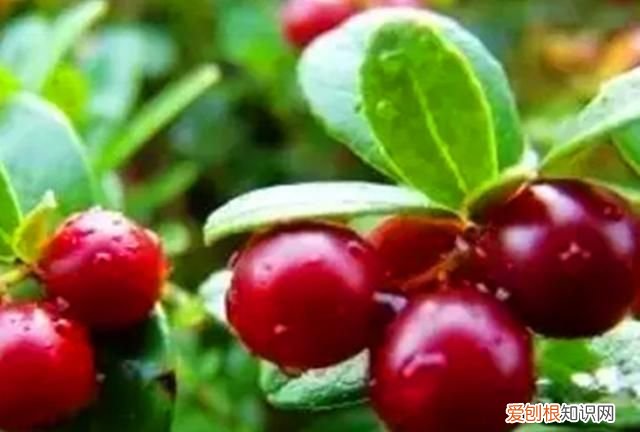 蔓越莓冬天能种植吗 北国红豆蔓越莓在北方可以养吗