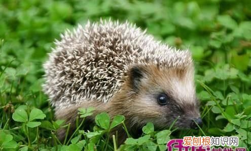 刺猬的刺有什么作用,刺猬硬刺和鼻子和眼睛有什么特点