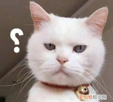 地沟油现象泛滥吗 地沟油到底都用到哪儿去了