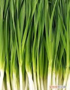 一天长一葱是多长时间，过了冬一天长一葱这一葱是多长时间