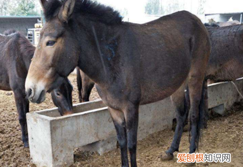 驴肉为什么没有马肉臭,外国人为什么不吃驴肉吃马肉
