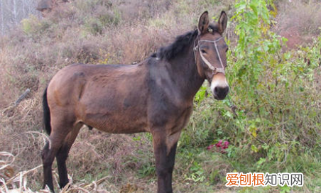 驴肉为什么没有马肉臭,外国人为什么不吃驴肉吃马肉