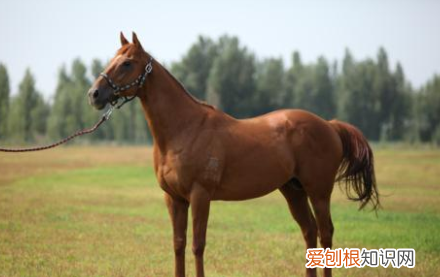 驴肉为什么没有马肉臭,外国人为什么不吃驴肉吃马肉