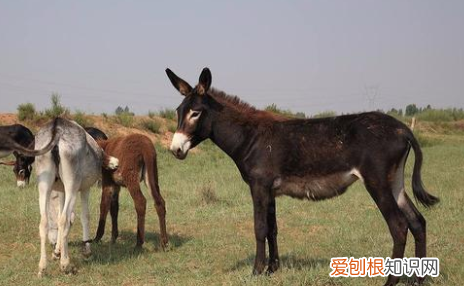 驴肉为什么没有马肉臭,外国人为什么不吃驴肉吃马肉