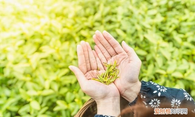 明天谷雨吃哪六种食物最好,今日谷雨吃什么最好