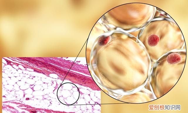 震动甩脂机真的能减掉脂肪吗，震动甩脂机真的能减肥
