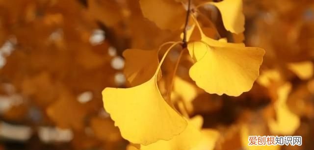 中國(guó)的國(guó)樹