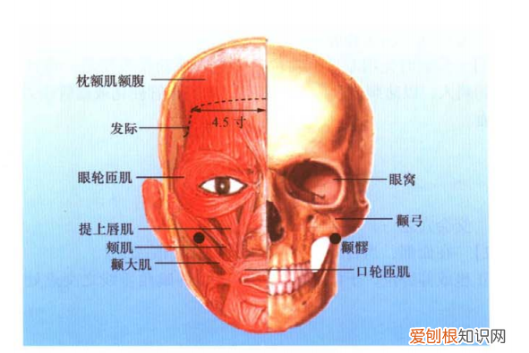 手太阳小肠经循行路线图讲解