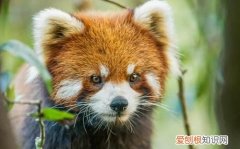 大熊猫几级保护动物，小熊猫是几级保护动物