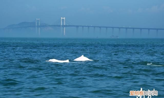深圳南澳和汕头南澳岛哪个好 汕头南澳岛和深圳南澳的区别