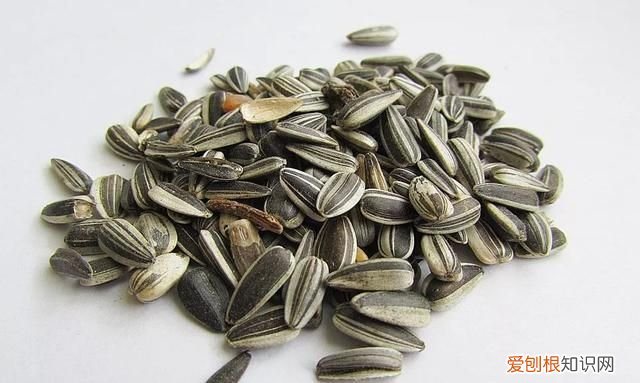 葵花子的功效,葵花籽的作用与功效