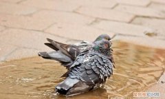 鸽子会游泳，鸽子会游泳吗