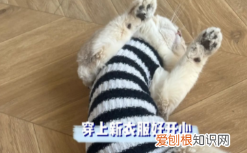 如何做袜子猫,小猫衣服制作过程图解一步一步的