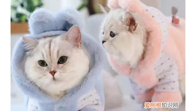 如何做袜子猫,小猫衣服制作过程图解一步一步的