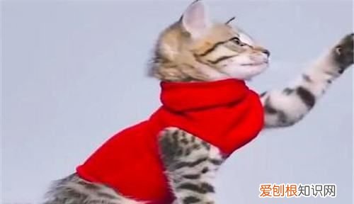 如何做袜子猫,小猫衣服制作过程图解一步一步的
