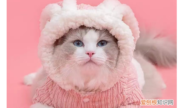 如何做袜子猫,小猫衣服制作过程图解一步一步的