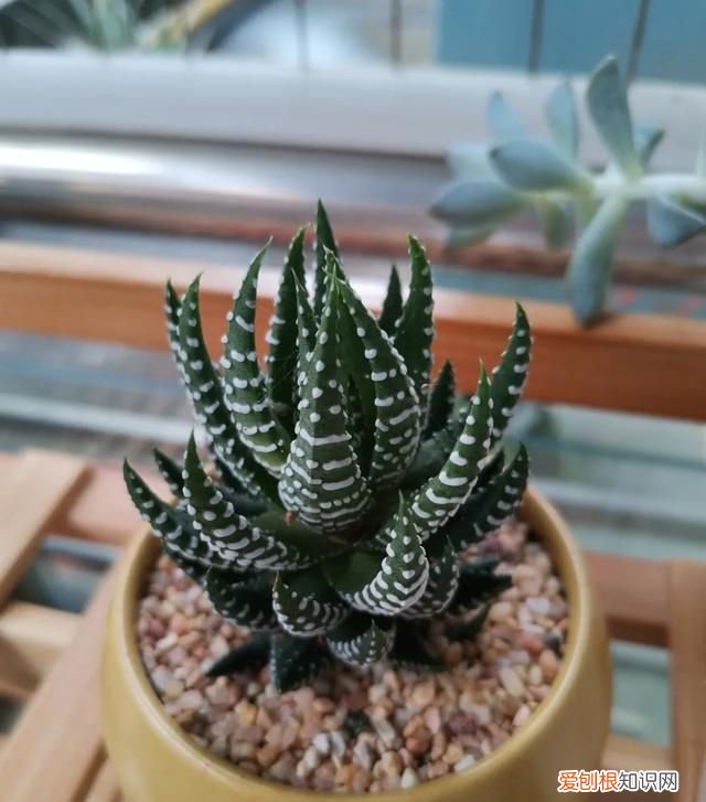 这4种花随便一养就爆盆