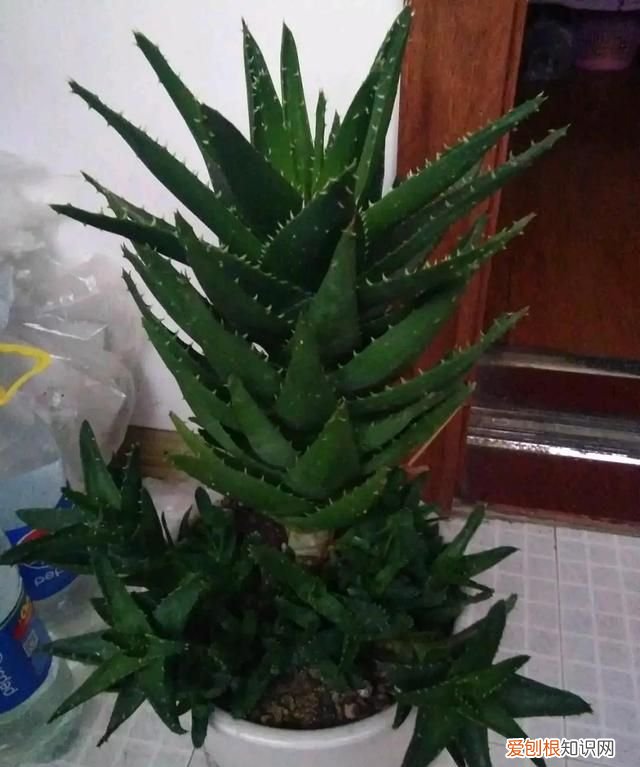 这4种花随便一养就爆盆